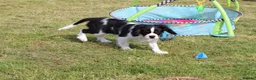 Cavalier King Charles Spaniel dogs for sale: Beautiful Cavalier King Charles Spaniel male  - Advert 30