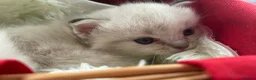 Ragdoll cats for sale: Luxury Blue Point Mitted Ragdoll Kittens - Advert 13