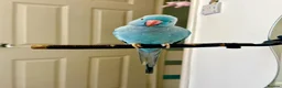 Ringnecks birds for sale: Beautiful Blue Indian Ringneck  - Advert 3