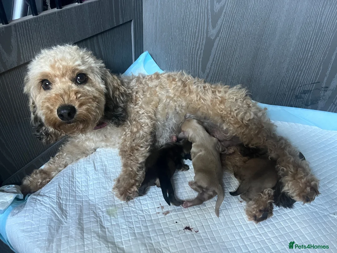 Doxiepoo dogs for sale: (REDUCED) Three Stunning Daxi Poo Puppies in Par - Advert 2