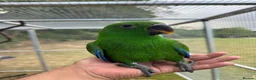 Parrots birds for sale: Hand reared Eclectus ready in 2 weeks! in Skipton - Advert 7