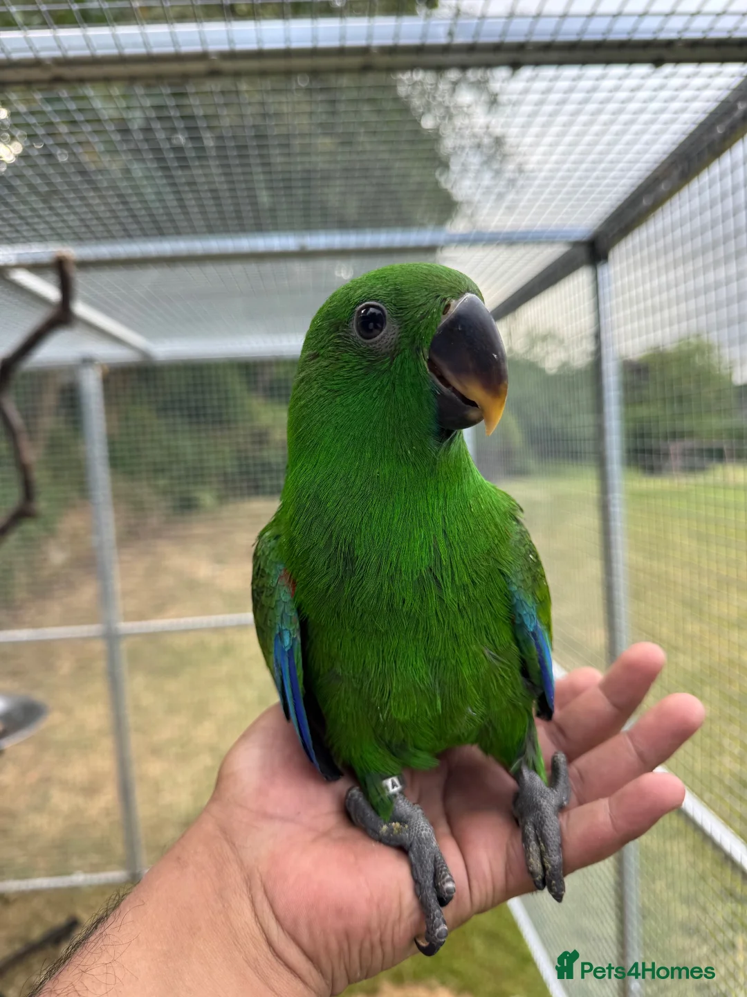 Parrots birds for sale: Hand reared Eclectus ready in 2 weeks! in Skipton - Advert 7