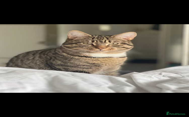 Mixed Breed cats - Advert 4
