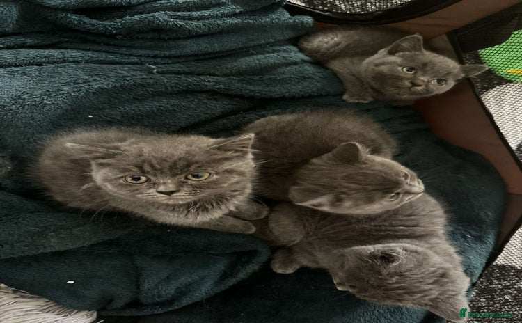 British Shorthair cats - Advert 10