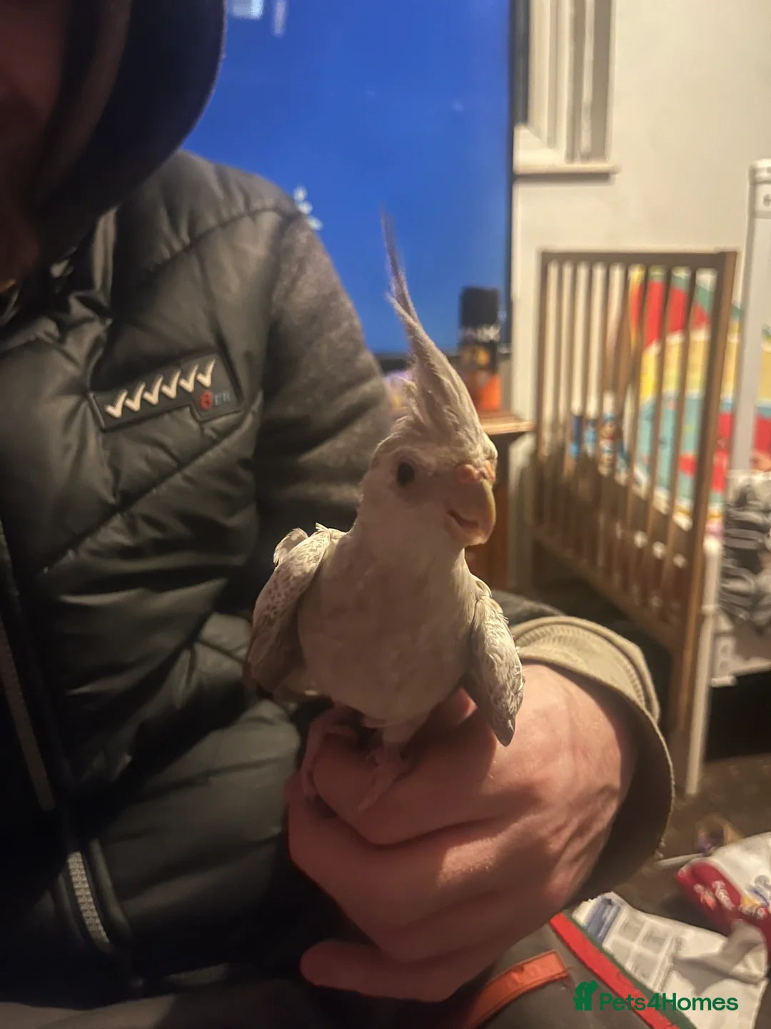 Cockatiels birds for sale: Hand tame cockatiels  - Advert 17