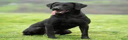 Labrador Retriever dogs for sale: KC reg, DNA tested working Labrador puppies in Wrexham - Advert 9
