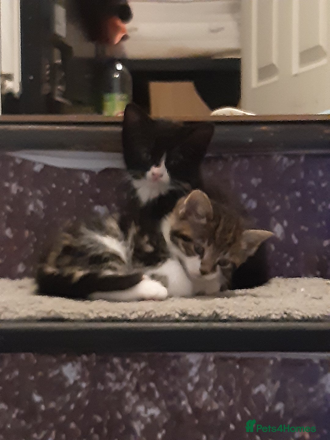 Mixed Breed cats for sale: Ready to go on the 28th - Advert 7