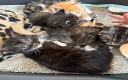 Maine Coon cats for sale: 5 beautiful kittens  - Image 19