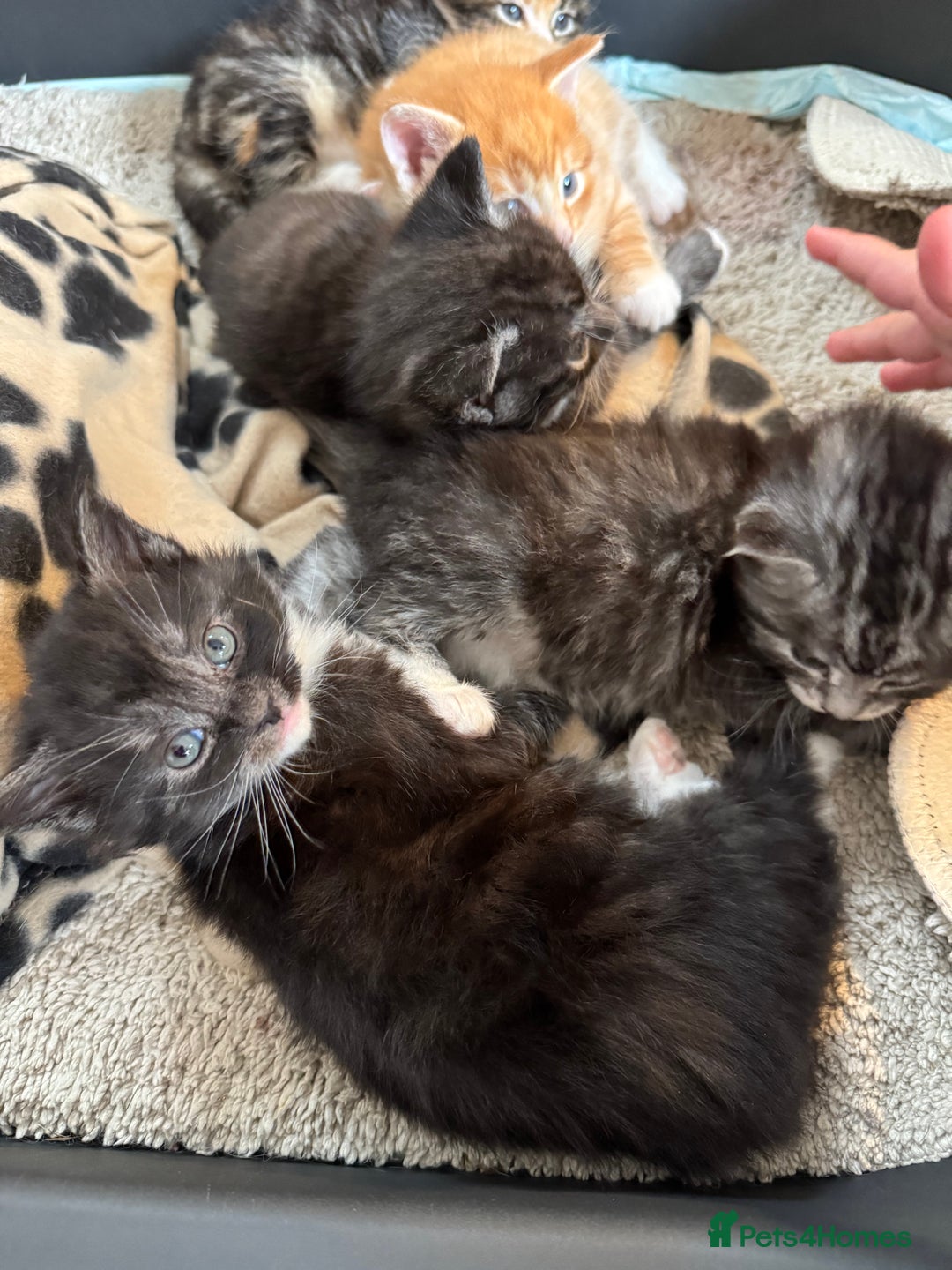 Maine Coon cats for sale: 5 beautiful kittens  - Image 19