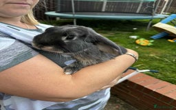 Mini Lop rabbits for sale: Mini lop baby rabbits for sale - Image 8