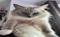 Ragdoll cats for stud: PROVEN GCCF Active Ragdoll Stud Dilute Lilac Genes in Manchester - Image 2