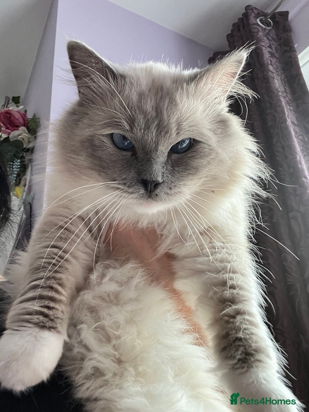 Ragdoll cats for stud: PROVEN GCCF Active Ragdoll Stud Dilute Lilac Genes in Manchester - Image 2