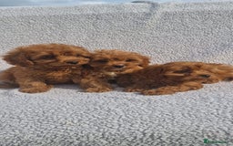 Cavapoo dogs for sale: Exquisite little cavapoos ready to go! - Image 1