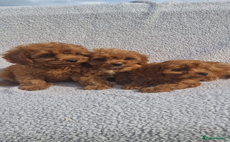 Cavapoo dogs - Advert 6