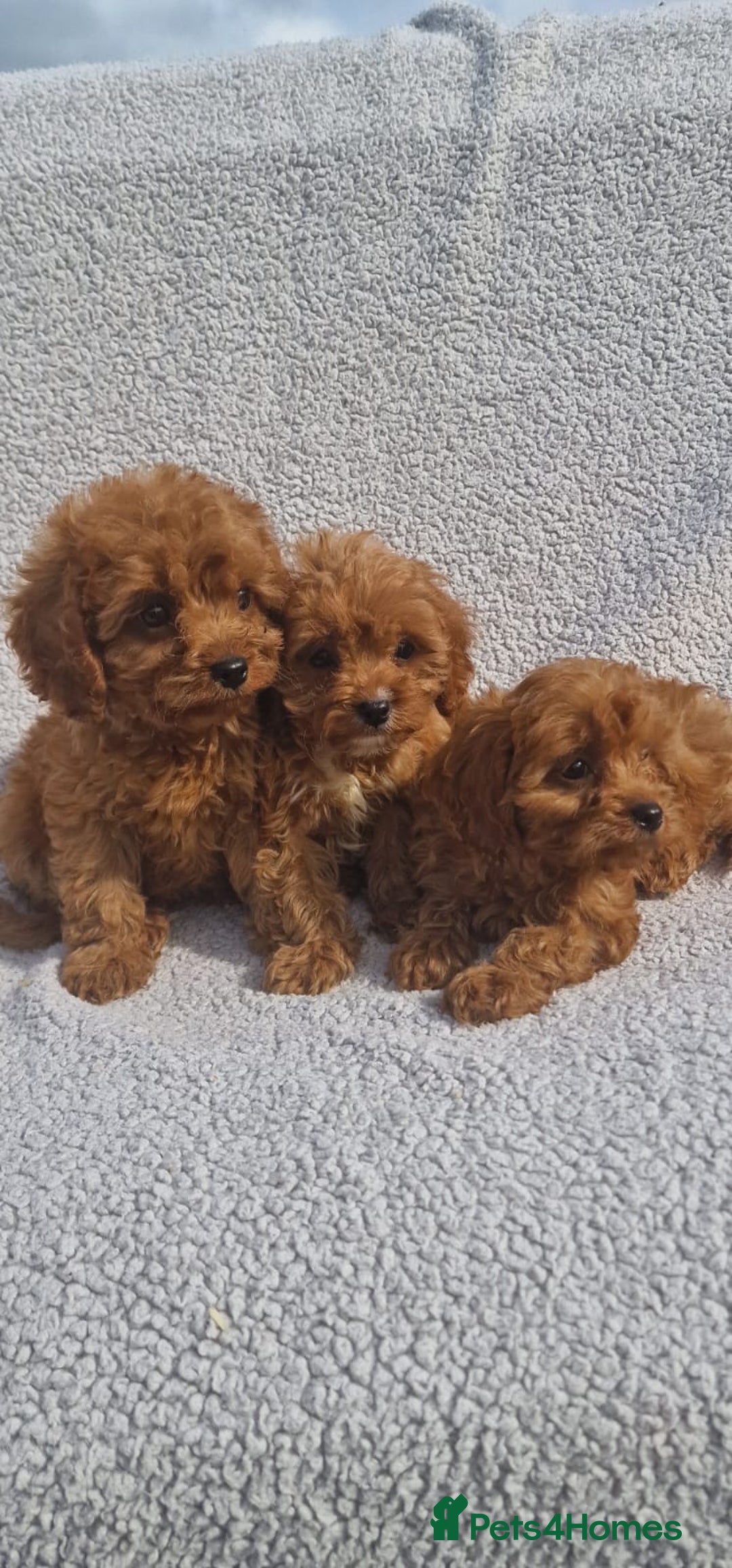 Cavapoo dogs for sale: Exquisite little cavapoos ready to go! - Image 1