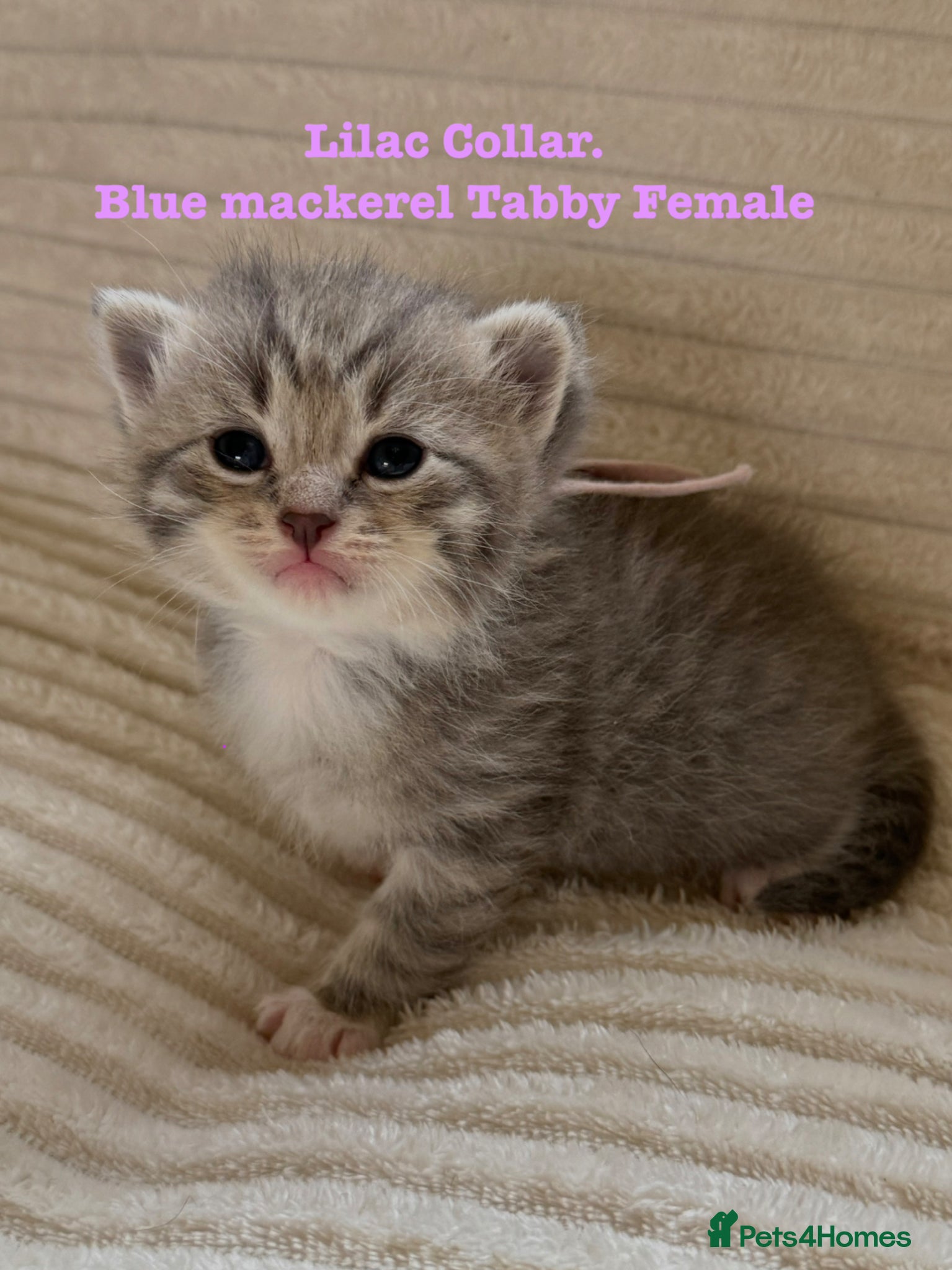 Siberian cats Really pretty Pedigree Siberian kittens - Advert 1