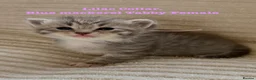 Siberian cats for sale:  pretty Pedigree Siberian kittens 1 Female Left - Advert 2