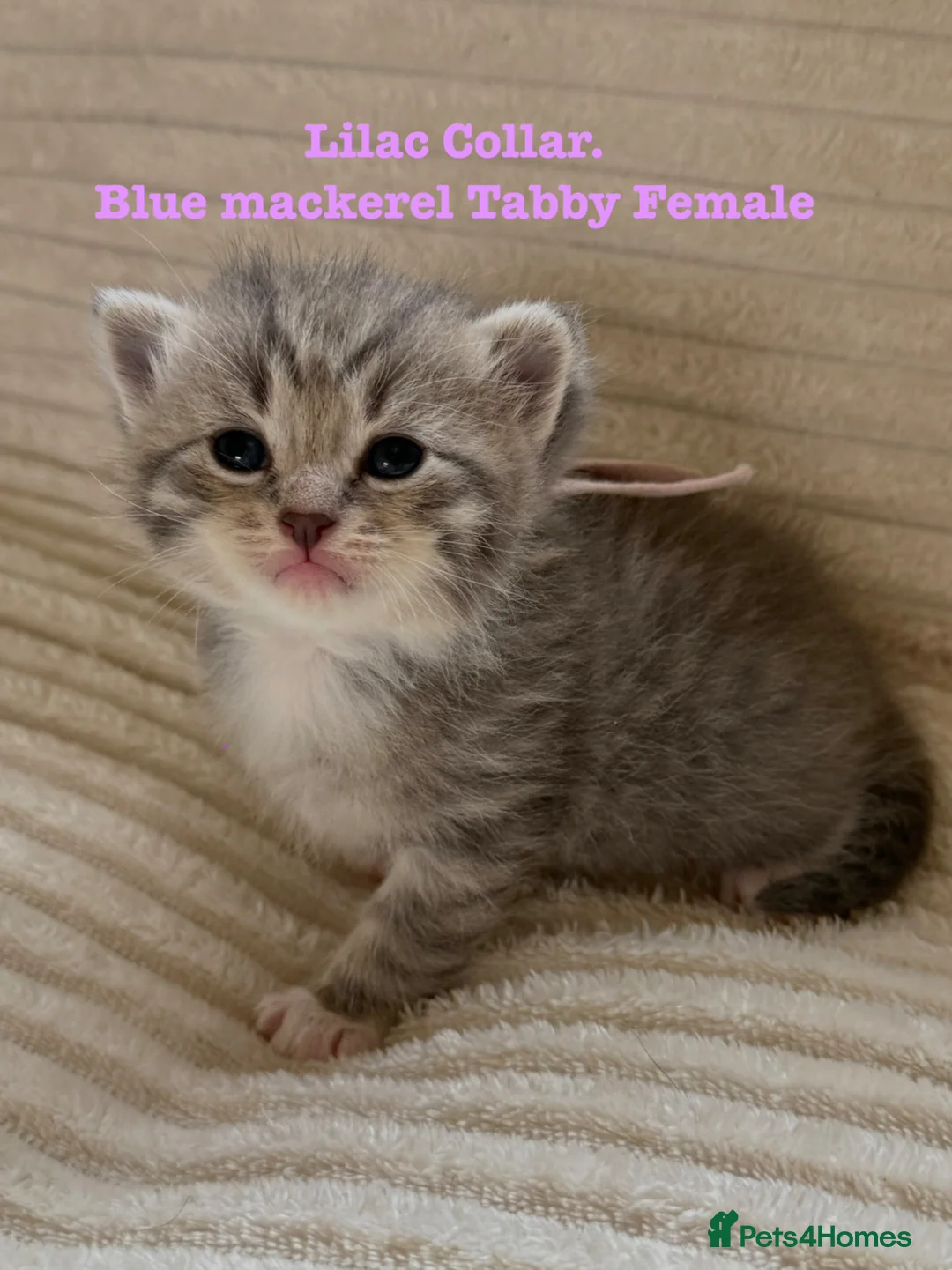 Siberian cats for sale:  pretty Pedigree Siberian kittens 1 Female Left - Advert 2