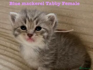 Siberian cats Really pretty Pedigree Siberian kittens - Advert 1