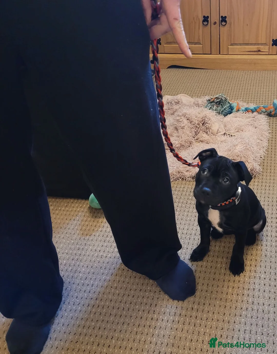 Staffordshire Bull Terrier dogs for sale: Staffy beautiful  - Advert 2