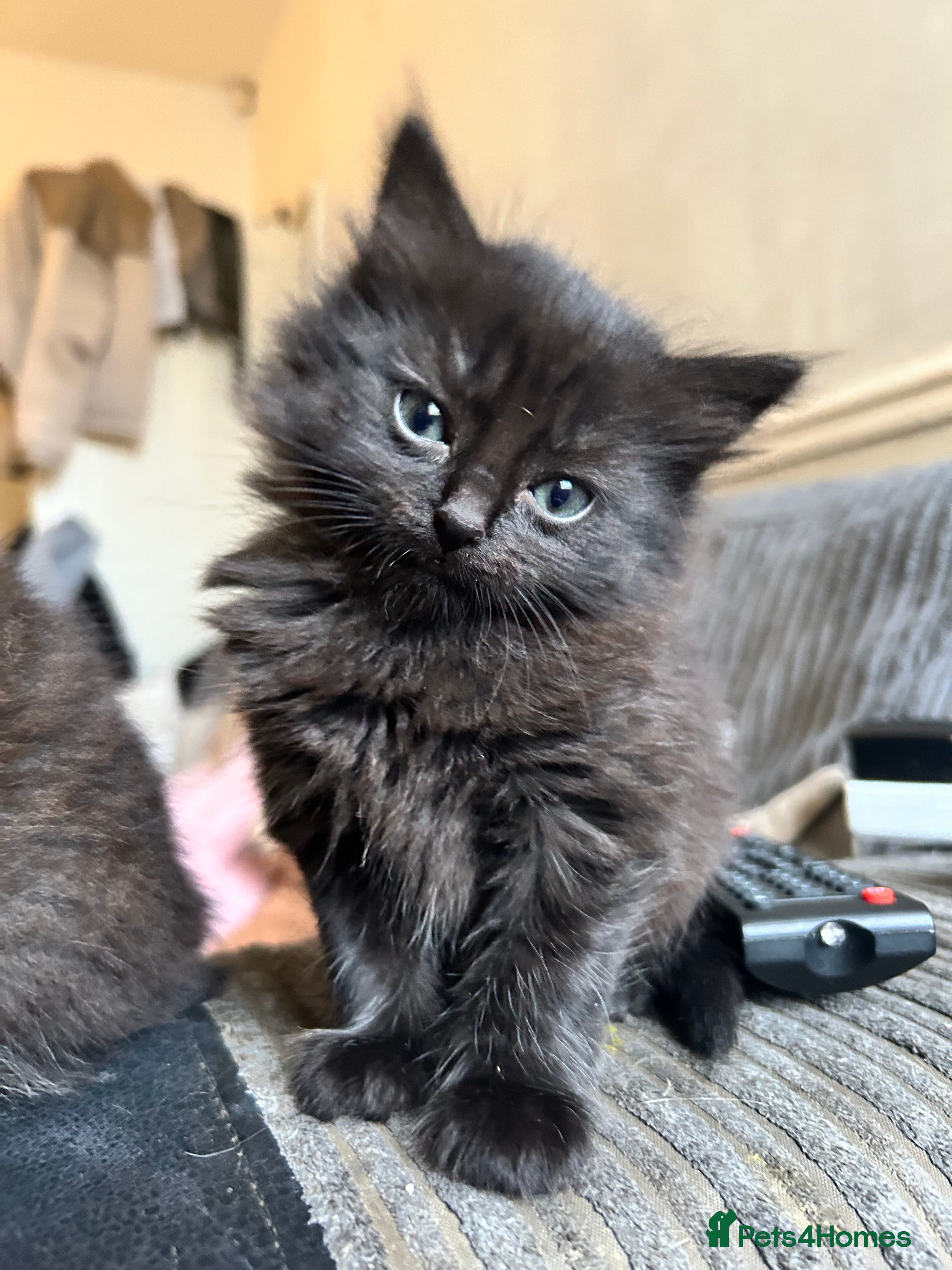 Mixed Breed cats Two little bundles of joy. - Advert 1