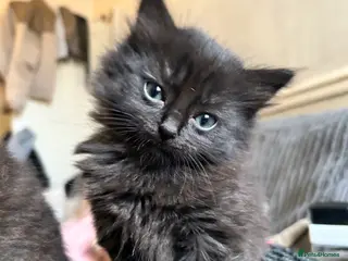 Mixed Breed cats Two little bundles of joy. - Advert 1