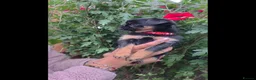 Griffon Bruxellois dogs for sale: Stunning Griffon Bruxellois puppies KC registered - Advert 3