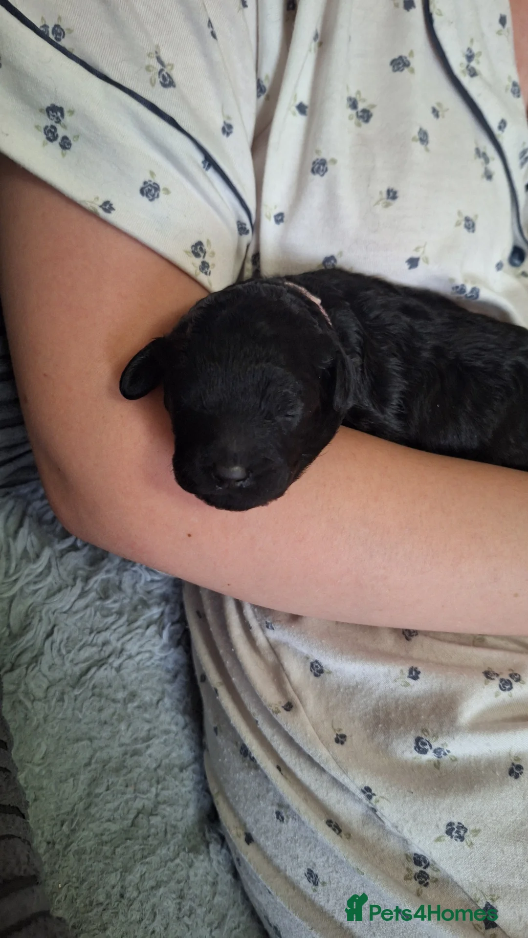 Shihpoo dogs for sale: Shipoo pups  - Advert 2