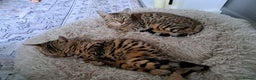 Bengal cats for sale: 2 beautiful bengal girls need new home - Advert 1