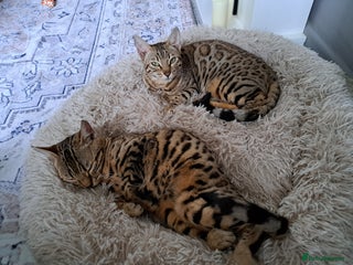 Bengal cats 2 beautiful bengal girls need new home - Advert 17