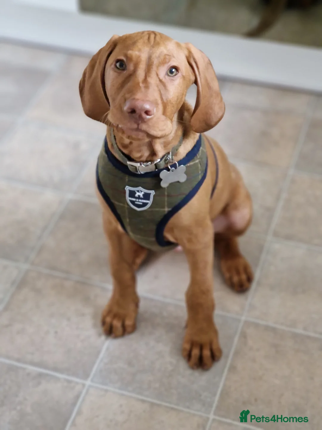 Hungarian Vizsla dogs for stud: Proven Hungarian Vizsla Stud Kronstaar Escobar - Advert 7