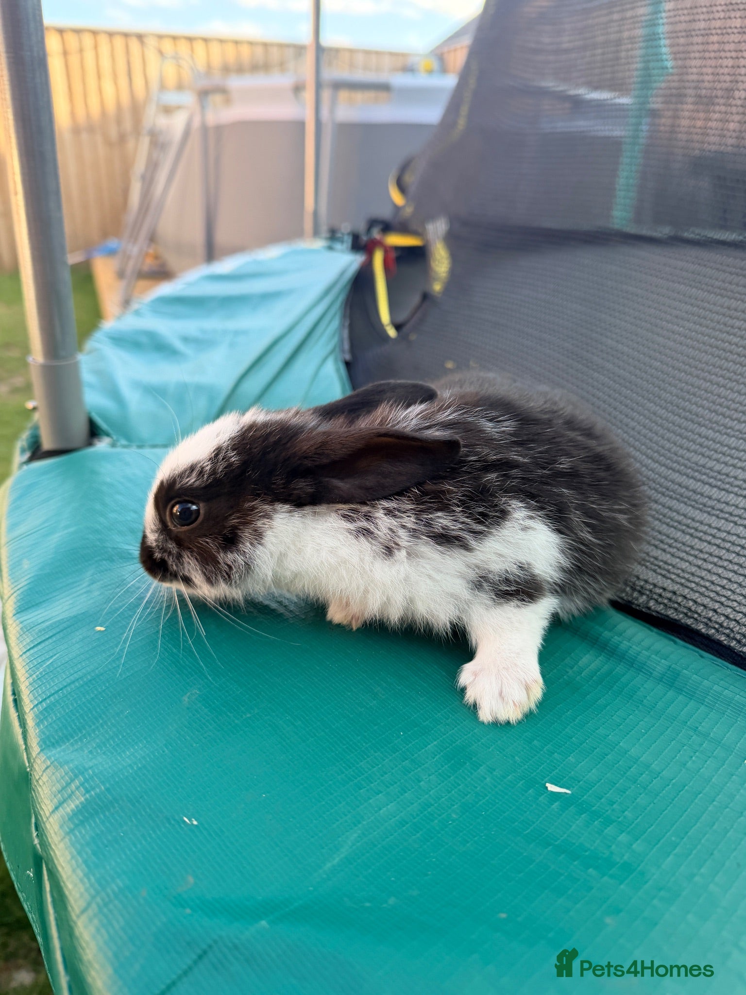 Mixed Breed rabbits Bunnies  - Advert 7