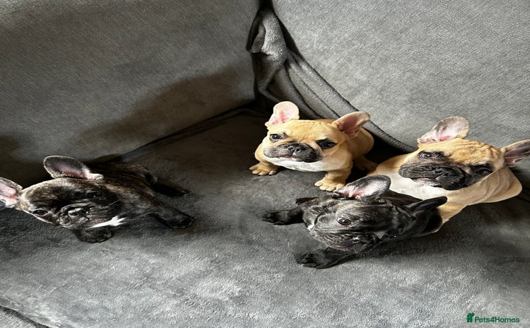 French Bulldog dogs - Advert 3