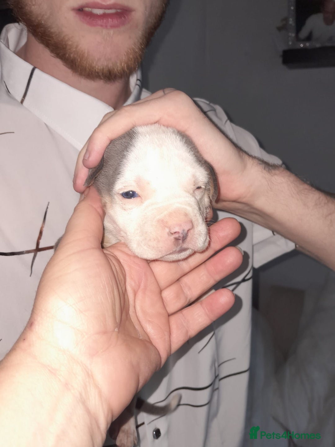 Staffordshire Bull Terrier dogs for sale: Blue tri Staffordshire bull terrier pups for sale  - Image 14