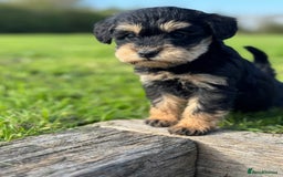 Schnoodle dogs for sale: Stunning Schnoodles, heath tested  - Image 7