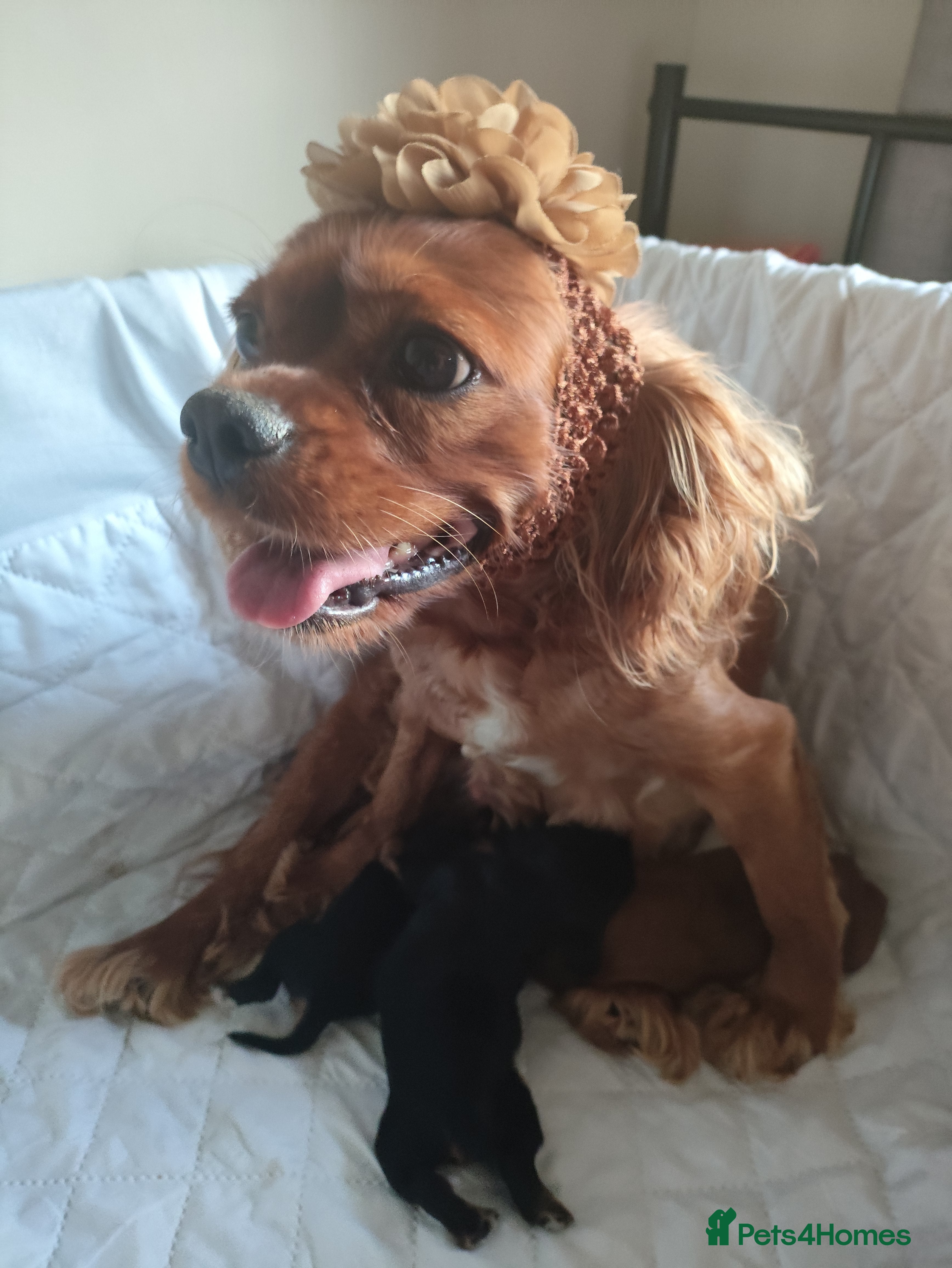 King Charles Spaniel dogs Pup Caviler King Charles Spaniel in Cardiff - Advert 1