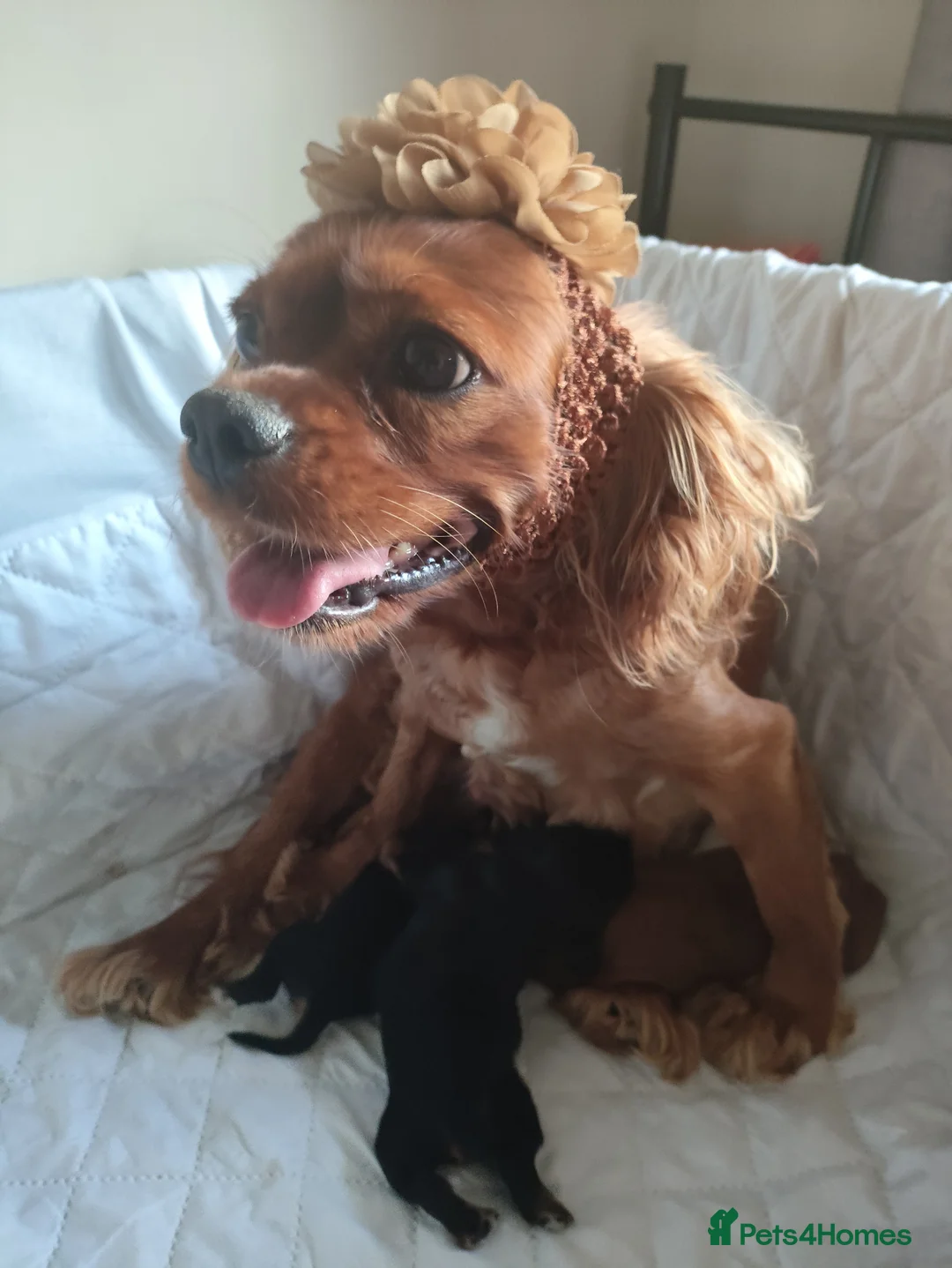 King Charles Spaniel dogs for sale: Pup Caviler King Charles Spaniel - Advert 1