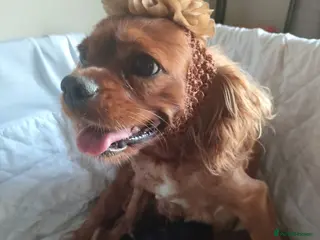 King Charles Spaniel dogs Pup Caviler King Charles Spaniel in Cardiff - Advert 1