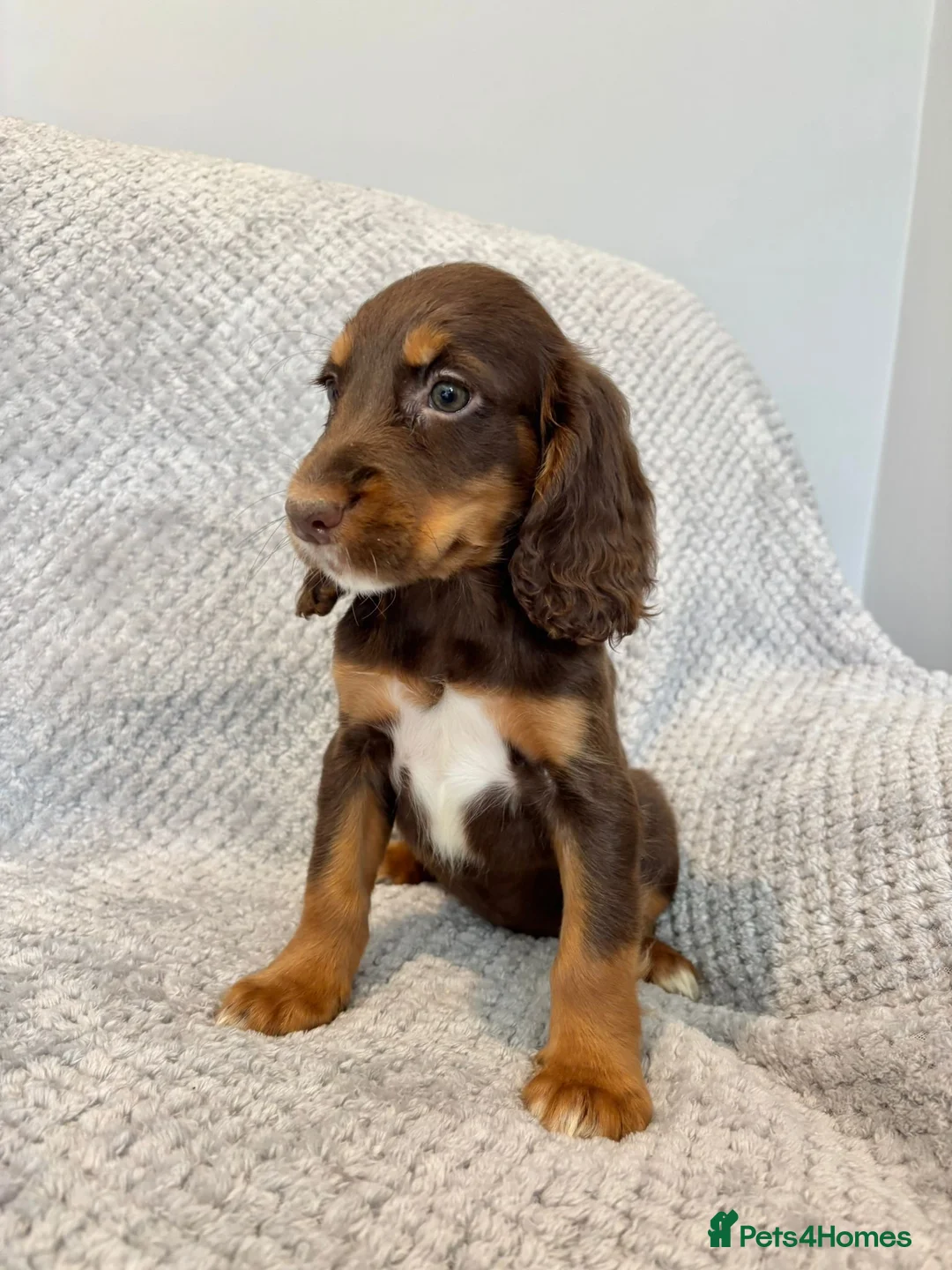 Cocker Spaniel dogs for sale: Cocker Spaniel Puppies Ready Now - Advert 2