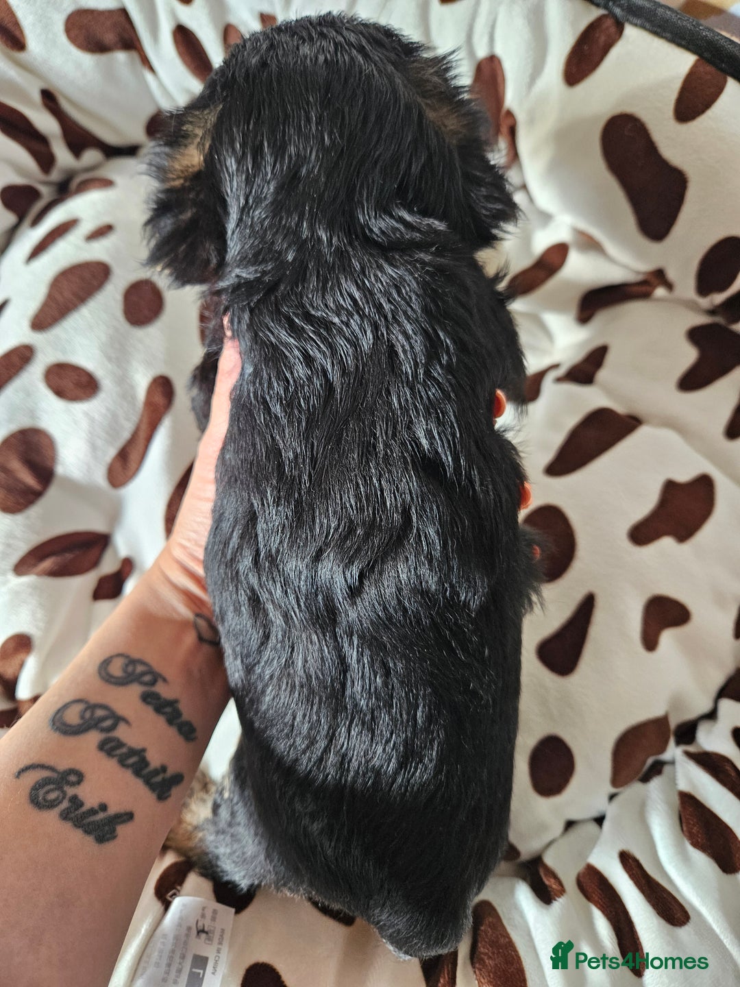 Yorkshire Terrier dogs for sale: DNA TESTED Father - Yorkshire Terrier puppies  - Image 11