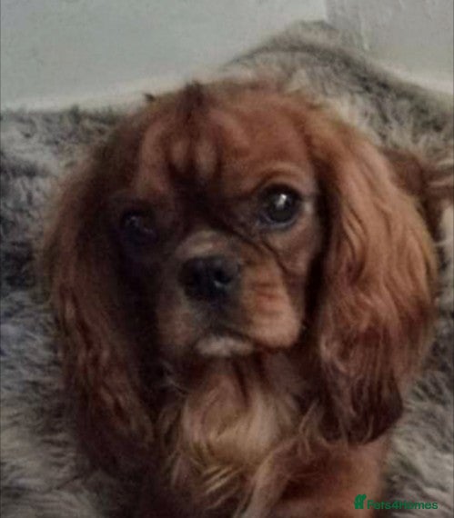 Cavalier King Charles Spaniel dogs FULL PANEL DNA KC REG RUBY GENTLEMAN in Ebbw Vale - Advert 6
