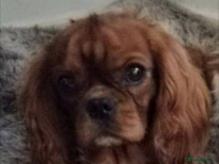 Cavalier King Charles Spaniel dogs in Ebbw Vale - Advert 14