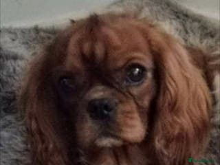 Cavalier King Charles Spaniel dogs FULL PANEL DNA KC REG RUBY GENTLEMAN in Ebbw Vale - Advert 3