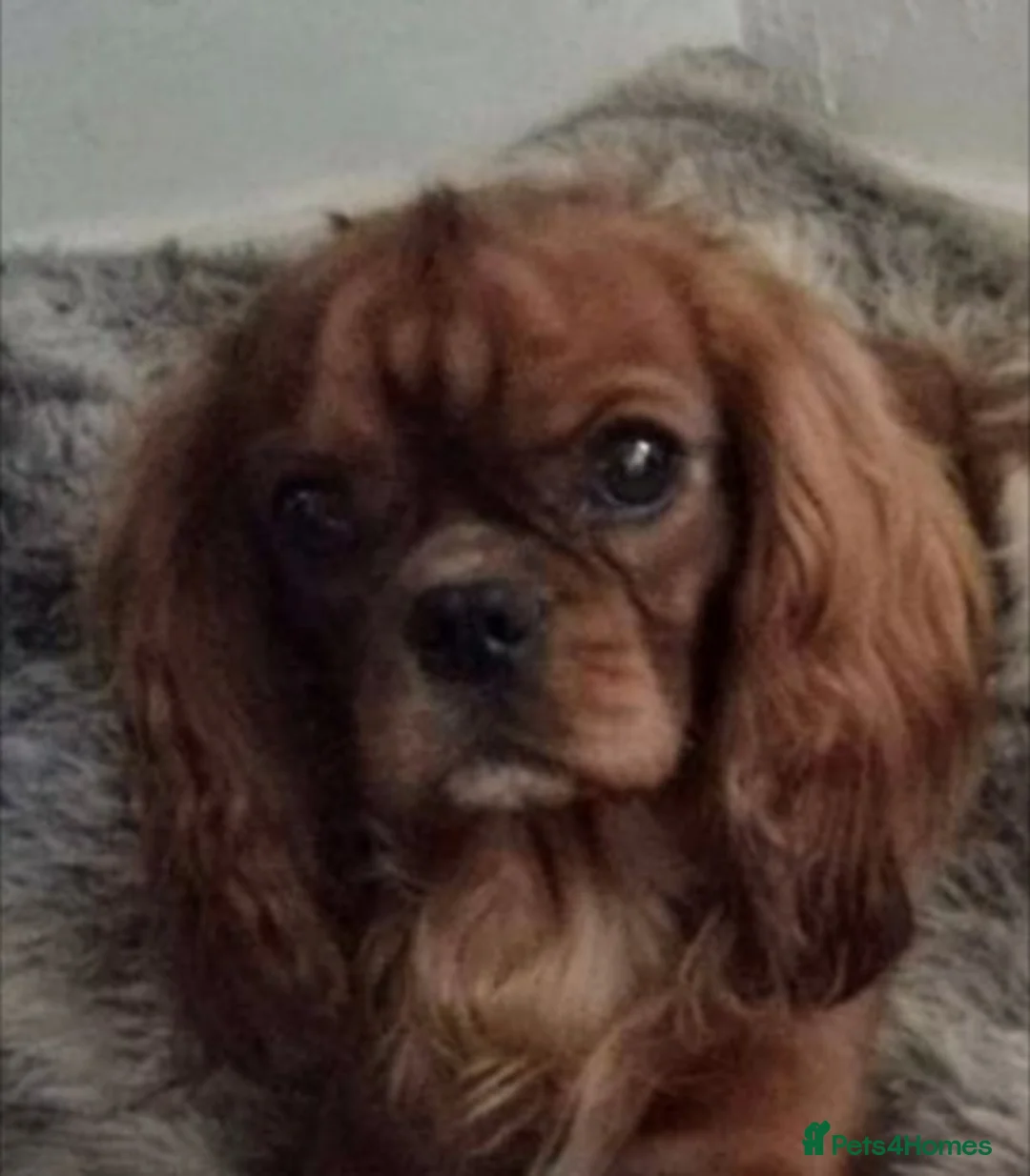 Cavalier King Charles Spaniel dogs for stud: FULL PANEL DNA KC REG RUBY GENTLEMAN in Ebbw Vale - Advert 1