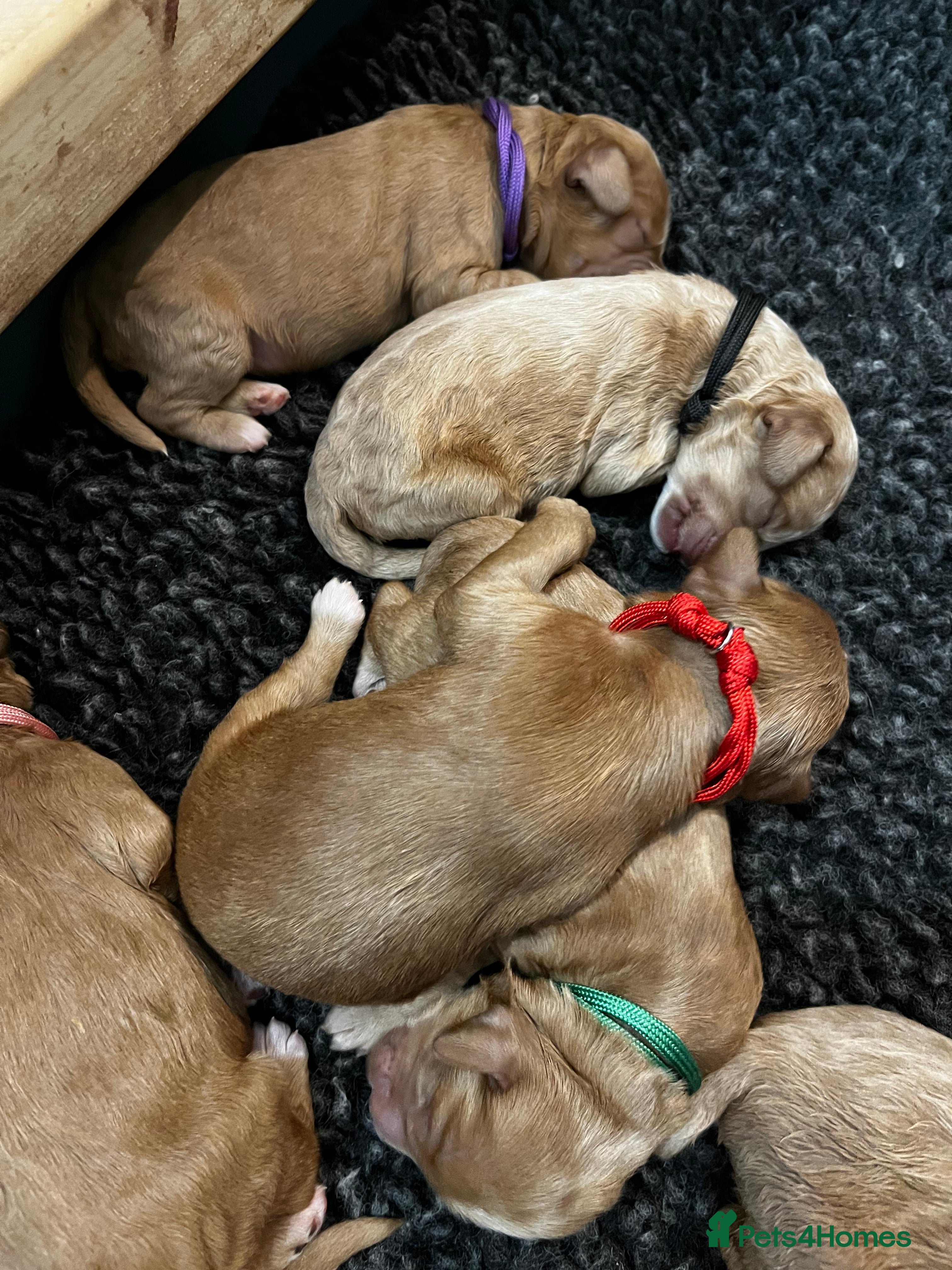 Australian Labradoodle dogs Quality Multigen Australian Labradoodle Puppies  - Advert 2