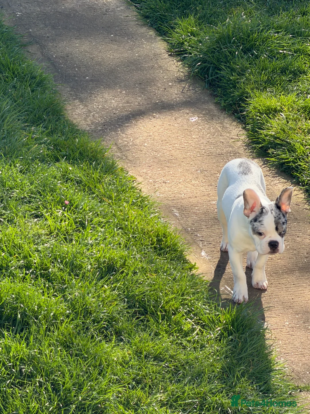 French Bulldog dogs for sale: Beautiful male merle frenchie 6 months old  - Advert 3