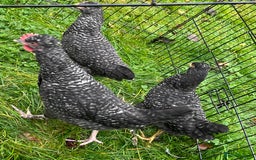 Chickens poultry for sale: Aracana hybrid green egg layers chickens - Image 3