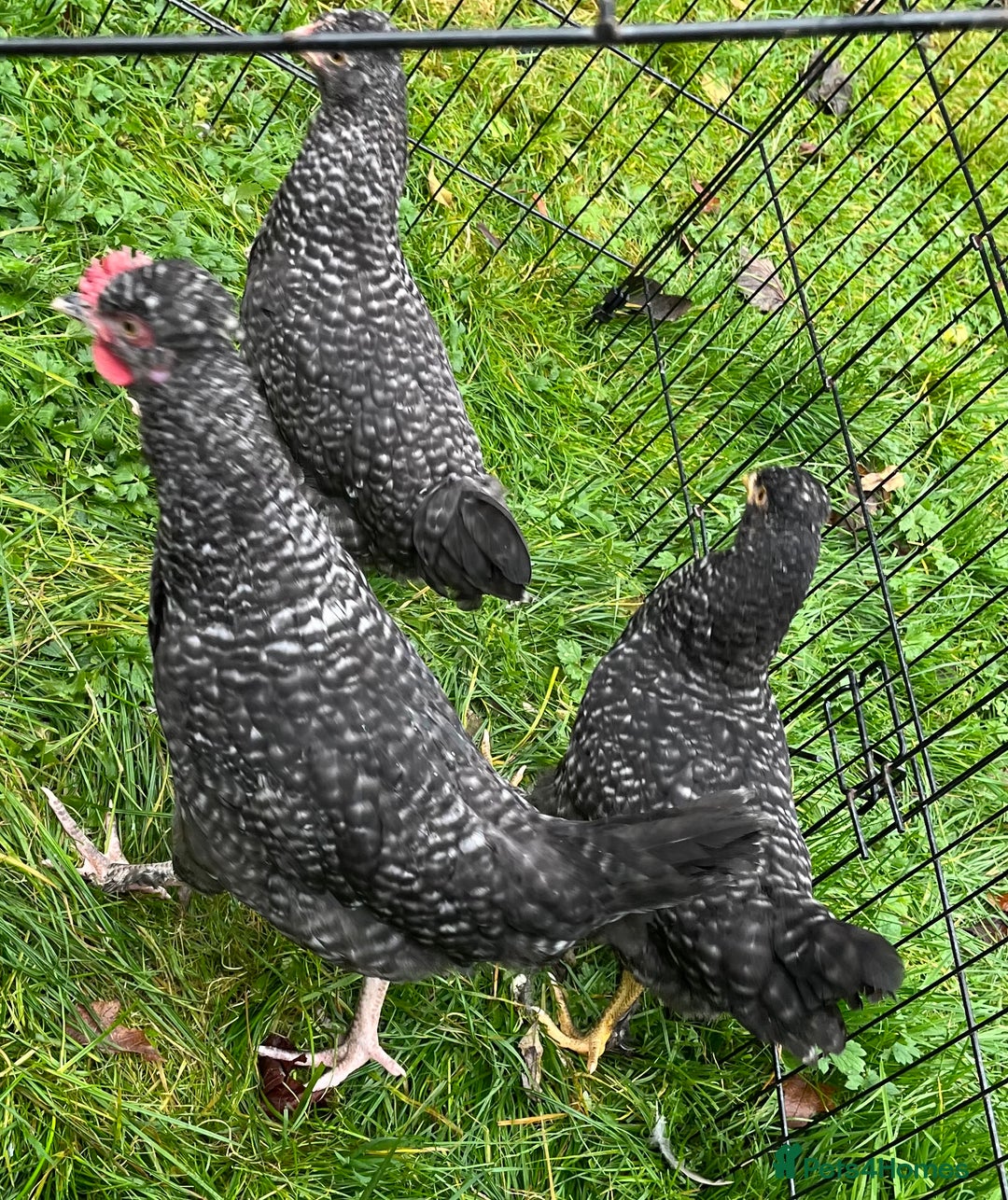 Chickens poultry for sale: Aracana hybrid green egg layers chickens - Image 3