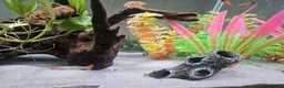 Live Bearers fish for sale: Tank setup with livebearers in Milton Keynes - Advert 5