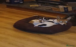 Jack Russell dogs for sale: Jack russell pup - Image 4